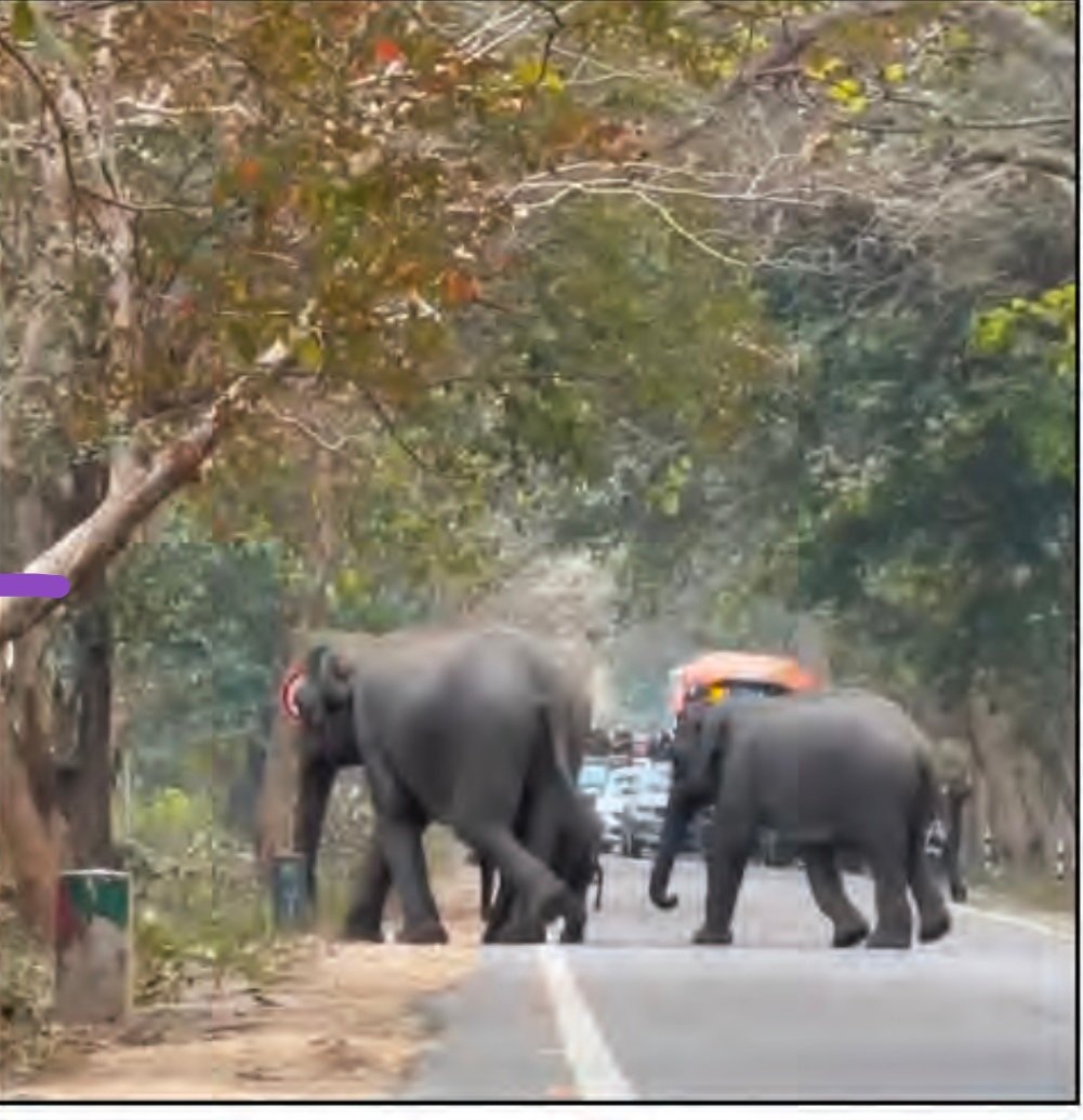 बड़ी खबर(उत्तराखंड)जंगल से सड़क तक गजराज, बढ़ी चिंता।।