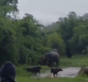 (बड़ी खबर)हाथियों का आतंक, तालाब में पानी पी रही भैंस को उतारा मौत के घाट ।
