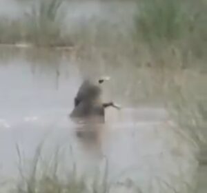 (बड़ी खबर)बरसातों में ना जाए नदी के किनारे, यहां बच्चे को मगरमच्छ ने बनाया निवाला ।।