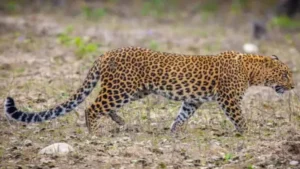 बड़ी खबर(उत्तराखंड)यहां गुलदार की दहशत.सहमे लोग, स्कूल  के बच्चों ने उठाई यह मांग ।।